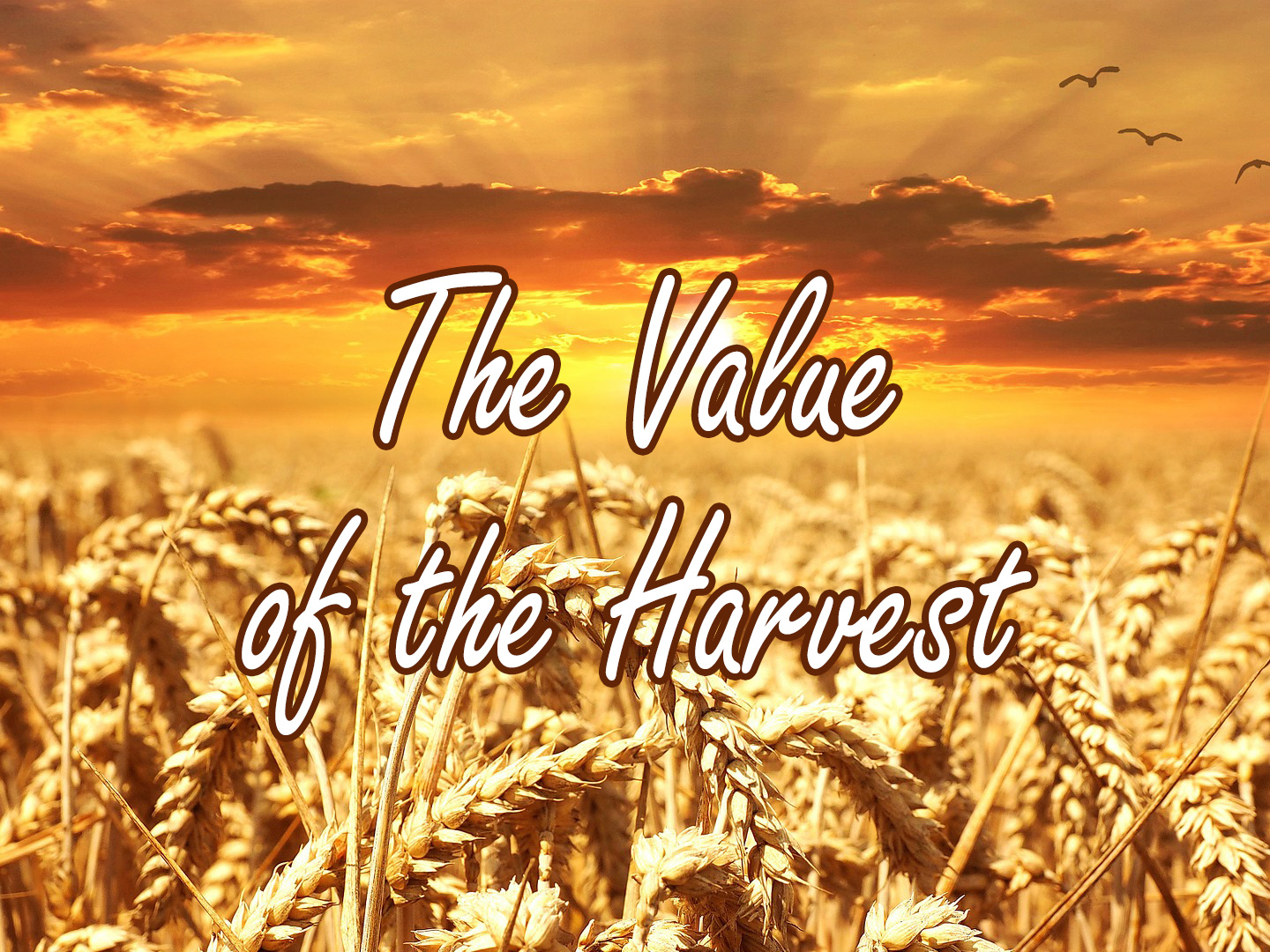 Reaching People for Jesus - The Value of the Harvest